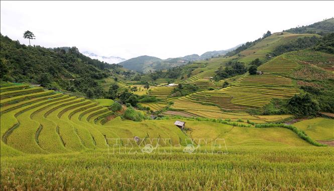 Danh thắng Quốc gia Ruộng bậc thang Mù Cang Chải nói riêng và vùng Tây Bắc nói chung không chỉ là một vựa lúa, một một bức tranh thiên nhiên kỳ vĩ. Ảnh: Nhật Anh - TTXVN