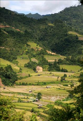 330 ha diện tích ruộng bậc thang của 3 xã La Pán Tẩn, Chế Cu Nha, Dế Xu Phình (Mù Cang Chải) đã được Bộ VH TT&DL xếp hạng là Di tích quốc gia. Ảnh: Nhật Anh - TTXVN