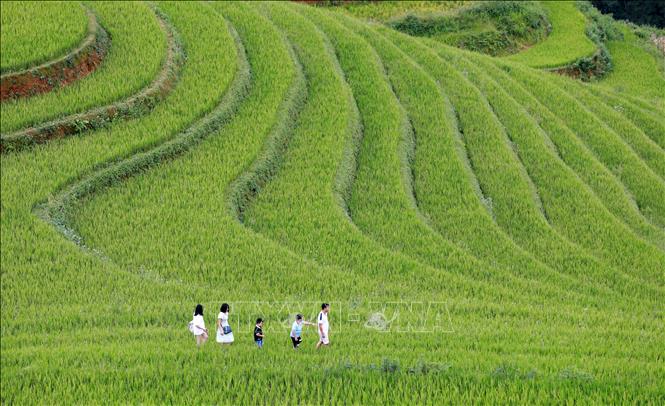 Đồi Mâm Xôi là địa điểm nổi tiếng nhất xã La Pán Tẩn (Mù Cang Chải). Ảnh: Nhật Anh - TTXVN