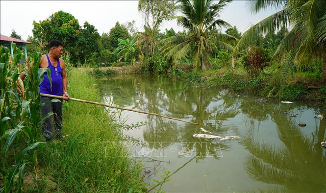 Ông Phạm Thành Sương tại xã Tân Kiều (Tháp Mười, Đồng Tháp) vớt cá chết. Ảnh: Nhựt An - TTXVN
