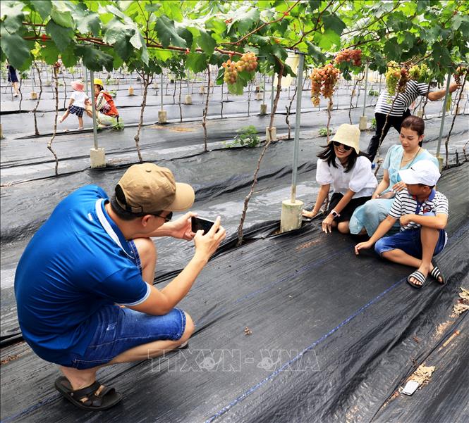 Khách du lịch check-in trong vườn nho trồng theo tiêu chuẩn công nghệ cao của châu Âu tại Bình An Farm. Ảnh: Hồng Đạt - TTXVN
