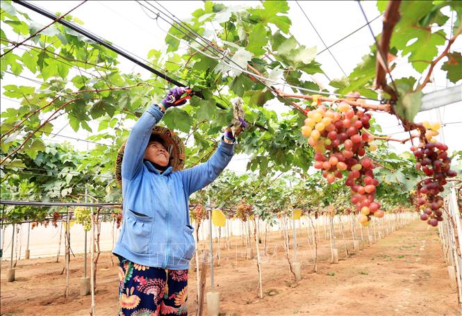 Chăm sóc nho ở Bình An Farm. Ảnh: Hồng Đạt - TTXVN
