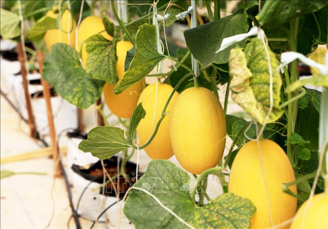 Dưa lưới nhà màn canh tác theo hướng organic đạt chuẩn Global GAP tại Bình An Farm. Ảnh: Hồng Đạt - TTXVN

