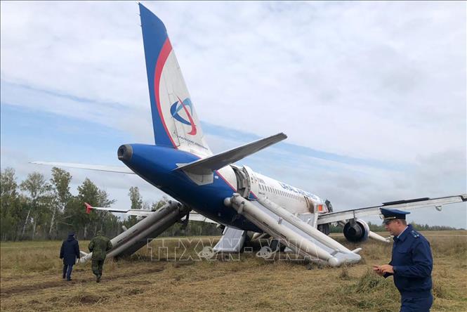 Các điều tra viên làm nhiệm vụ tại hiện trường máy bay của Hãng hàng không Ural Airlines của Nga hạ cánh khẩn cấp xuống cánh đồng gần làng Kamenka thuộc vùng Novosibirsk, ngày 12/9/2023. Ảnh: AFP/TTXVN