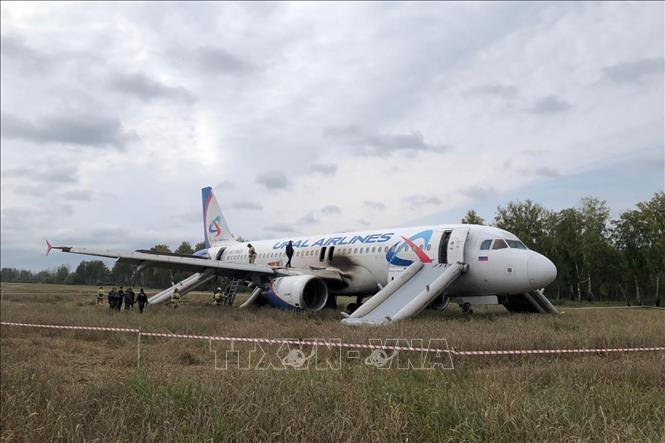 Các điều tra viên làm nhiệm vụ tại hiện trường máy bay của Hãng hàng không Ural Airlines của Nga hạ cánh khẩn cấp xuống cánh đồng gần làng Kamenka thuộc vùng Novosibirsk, ngày 12/9/2023. Ảnh: AFP/TTXVN