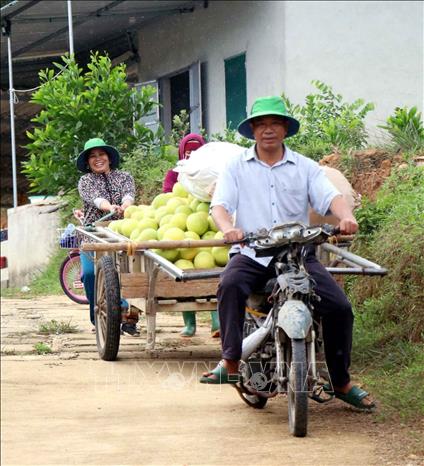 Gia đình anh Phan Xuân Phong, xã Hương Trạch (Hương Khê, Hà Tĩnh) chở bưởi bán cho thương lái. Ảnh: Công Tường - TTXVN