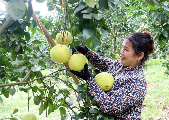Chị Thái Thị Lý tại xã Hương Trạch (Hương Khê, Hà Tĩnh) thu hoạch bưởi. Ảnh: Công Tường - TTXVN