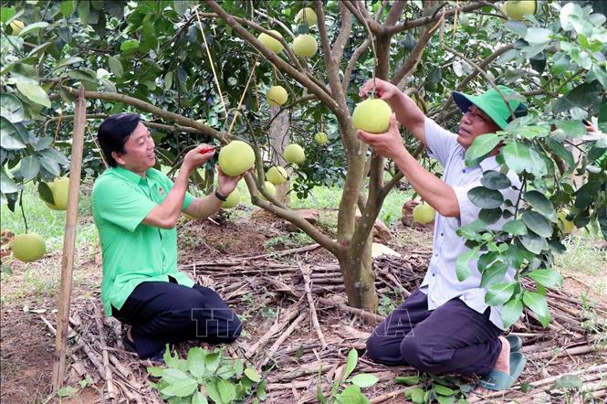 Hội nông dân huyện Hương Khê (Hà Tĩnh) hỗ trợ người dân thu hoạch bưởi. Ảnh: Công Tường - TTXVN
