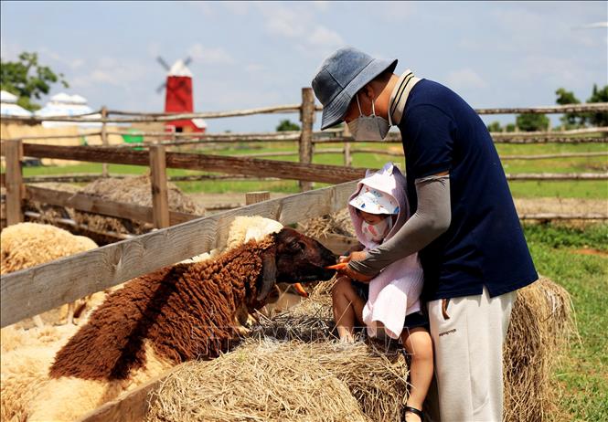 Du khách vui chơi với đàn cừu ở Mian Farm. Ảnh: Hồng Đạt - TTXVN
