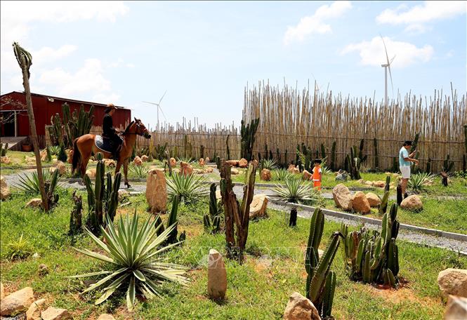 Khách du lịch trải nghiệm cưỡi ngựa tại Mian Farm. Ảnh: Hồng Đạt - TTXVN
