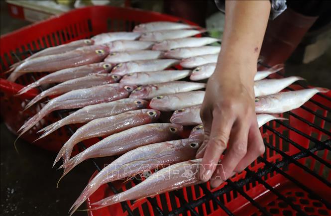 Việc sắp xếp cá biển lên mặt “rả” trước lúc mang đi nướng cũng đòi hỏi sự miệt mài, tỉ mỉ để thân cá luôn giữ được hình dạng tự nhiên nhất, lúc nướng sẽ mau chín, chín đều. Ảnh: Xuân Tiến – TTXVN 