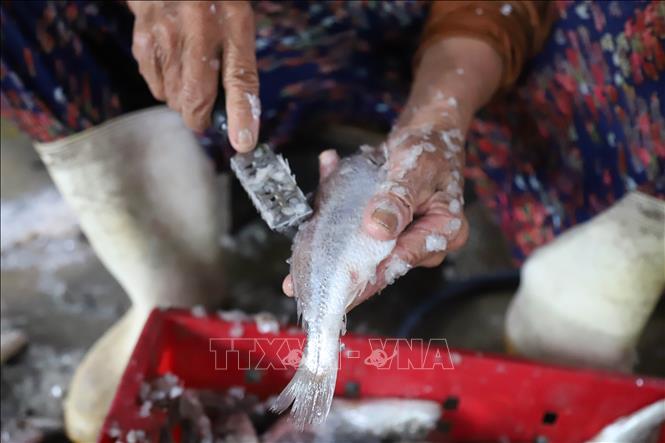 Tùy thuộc vào từng loại cá biển mà người dân có cách “xỏi vảy” (làm sạch vảy cá) khác nhau. Việc làm sạch vảy cá sẽ giúp cá mau chín khi nướng. Ảnh: Xuân Tiến – TTXVN 