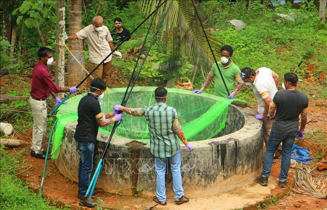 Lực lượng chức năng bắt những con dơi được cho là nguyên nhân làm lây lan virus chết người Nipah ở Kozikode, bang Kerala, Ấn Độ. Ảnh: AFP/TTXVN