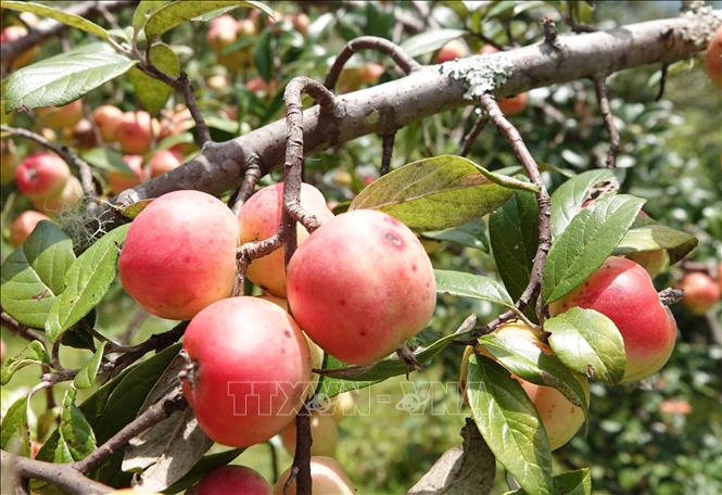 Táo mèo chín sẽ ngả màu đỏ nên bà con  gọi là táo má hồng. Ảnh: Tuấn Anh - TTXVN