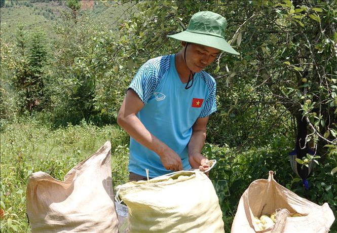 Người dân đang đóng bao để vận chuyển táo mèo đi tiêu thụ. Ảnh: Tuấn Anh - TTXVN