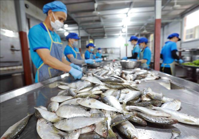 Công ty TNHH thực phẩm SOVI ở thôn Nhân Trai, xã Đại Hà, huyện Kiến Thuỵ, mỗi tháng chế biến và cung cấp khoảng 30 tấn sản phẩm phục vụ thị trường trong nước, với 