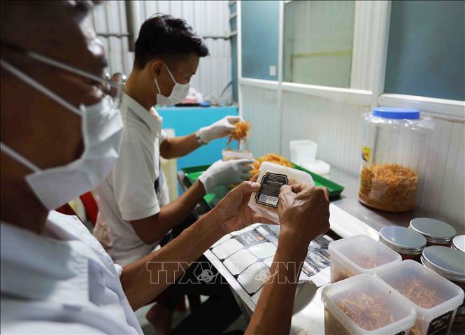 Sản phẩm Nấm đông trùng hạ thảo của Hợp tác xã Nấm Trường Sinh ở thôn Quần Mục, xã Đại Hợp, huyện Kiến Thuỵ, đạt chất lượng sản phẩm OCOP 3 sao năm 2021. Ảnh: Vũ Sinh - TTXVN 