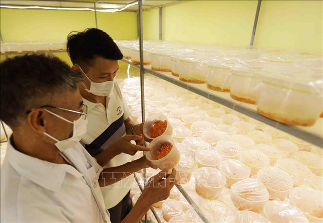 Hợp tác xã Nấm Trường Sinh có 8 hộ thành viên tham gia sản xuất nấm sò, nấm mỡ và nấm đông trùng hạ thảo, mỗi năm đạt doanh thu khoảng 1,8 tỷ đồng, Thương hiệu nấm đông trùng hạ thảo Trường Sinh của hợp tác xã đạt chất lượng sản phẩm OCOP 3 sao năm 2021. Ảnh: Vũ Sinh - TTXVN 