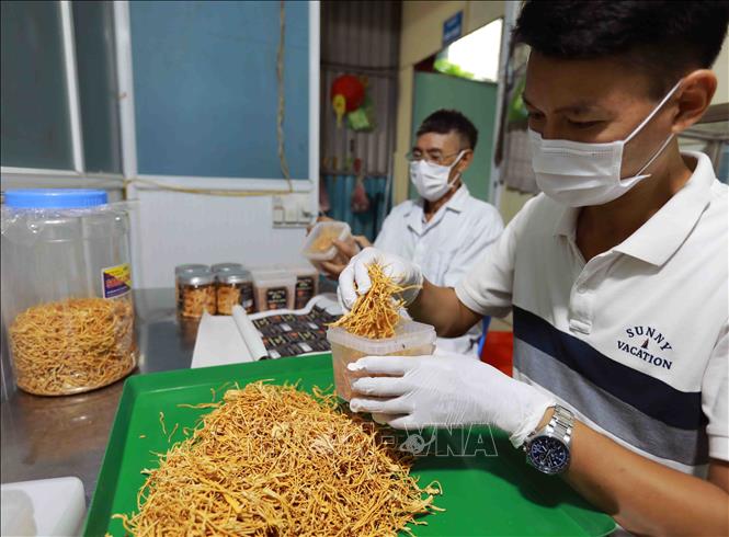 Sản phẩm Nấm đông trùng hạ thảo của Hợp tác xã Nấm Trường Sinh ở thôn Quần Mục, xã Đại Hợp, huyện Kiến Thuỵ, đạt chất lượng sản phẩm OCOP 3 sao năm 2021. Ảnh: Vũ Sinh - TTXVN 