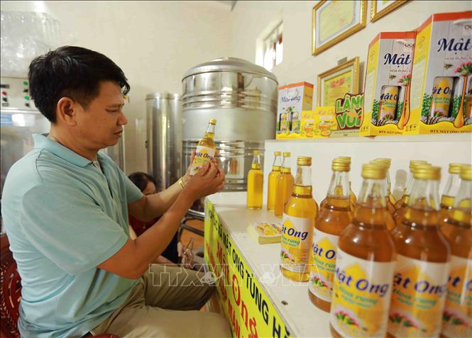 Hợp tác xã mật ong Tùng Hằng ở thôn Đông Tác, xã Đại Hợp, huyện Kiến Thuỵ có 7 hộ thành viên tham gia sản xuất, mỗi tháng cung cấp ra thị trường trong nước khoảng 10.000 lít mật ong, đạt doanh thu khoảng 3 tỷ đồng, sản phẩm mật ong của hợp tác xã đạt chất lượng sản phẩm OCOP 3 sao năm 2020. Ảnh: Vũ Sinh - TTXVN 