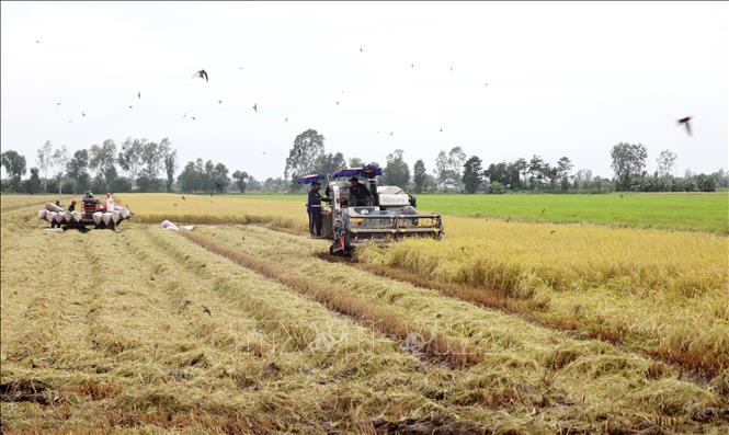 Vụ Thu Đông 2023, Đồng bằng sông Cửu Long xuống giống gần 700.000ha lúa, với sản lượng ước đạt gần 4 triệu tấn lúa, tương đương khoảng 2 triệu tấn gạo. Ảnh: Thu Hiền - TTXVN
