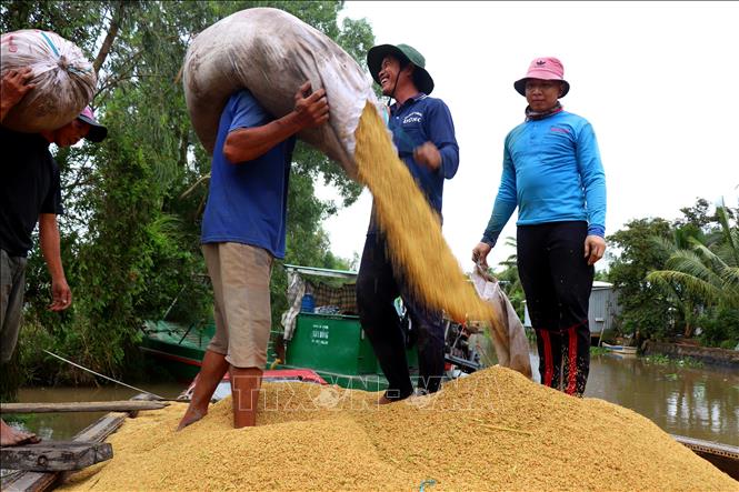 Giá lúa tươi được thương lái thu mua tại ruộng với giá từ 7.300-8.500 đồng/kg tùy giống, trong đó, lúa có giá cao là giống OM18. Ảnh: Thu Hiền - TTXVN