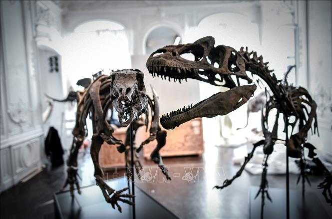 (Tư liệu) Hóa thạch xương khủng long Camptosaurus (trái) được trưng bày tại nhà đấu giá Artcurial ở Paris, Pháp, ngày 13/11/2018. Ảnh: AFP/TTXVN