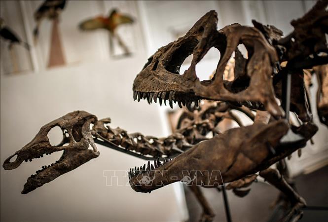 (Tư liệu) Hóa thạch xương khủng long Camptosaurus (trái) được trưng bày tại nhà đấu giá Artcurial ở Paris, Pháp, ngày 13/11/2018. Ảnh: AFP/TTXVN