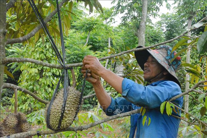 Người dân huyện M’Drắk (Đắk Lắk) chuyển đổi cơ cấu cây trồng có giá trị cao. Ảnh: Tuấn Anh – TTXVN