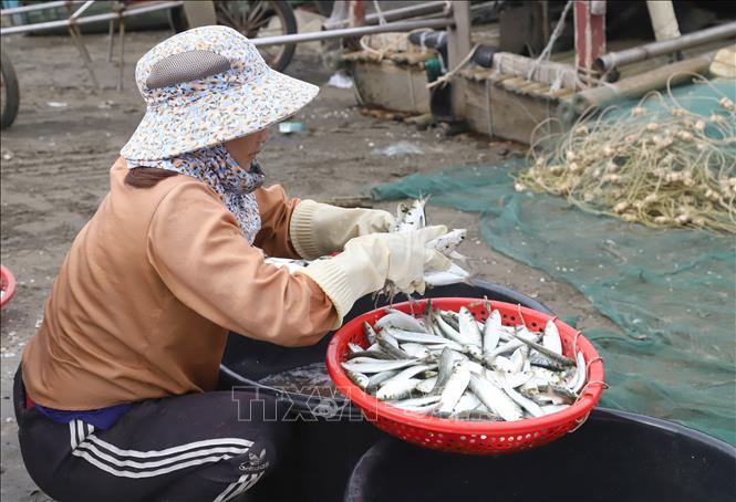 Tiểu thương mua cá trích của ngư dân tại bờ biển. Ảnh: Xuân Tiến - TTXVN