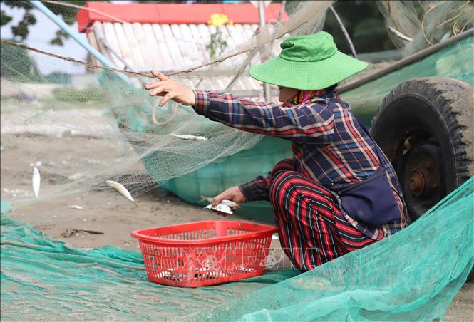 Ngư dân gỡ lưới và thu nhặt cá trích trên bãi biển. Ảnh: Xuân Tiến - TTXVN