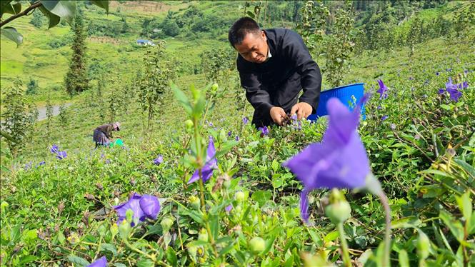 Anh Tráng Seo Khúa thu hoạch cát cánh. Ảnh: Hương Thu - TTXVN
