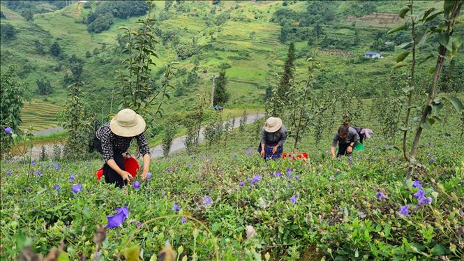 Đồi cát cánh của gia đình anh Tráng Seo Khúa ở thôn Hoàng Hạ, xã Hoàng Thu Phố (Bắc Hà, Lào Cai). Ảnh: Hương Thu - TTXVN
