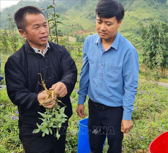 Anh Tráng Seo Khúa giới thiệu về công dụng của cây cát cánh. Ảnh: Hương Thu - TTXVN