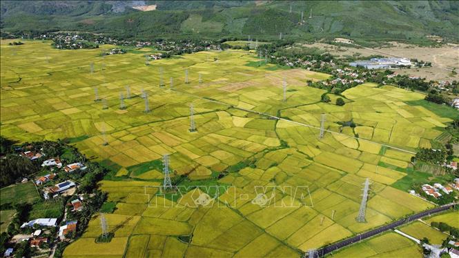 Những cánh đồng lúa trải dài thường dễ bắt gặp tại tỉnh Phú Yên, nơi được coi là vựa lúa của miền Trung. Ảnh: Huy Hùng - TTXVN