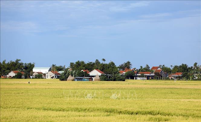 Những hình ảnh bắt gặp thường xuyên trong những ngày tháng 9 tới Phú Yên. Ảnh: Huy Hùng - TTXVN