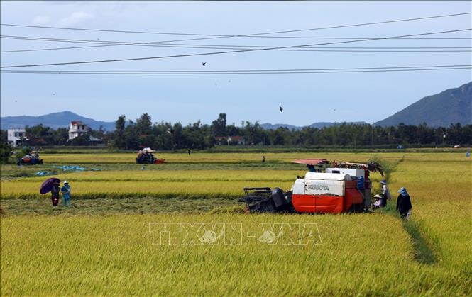 Người dân huyện Tây Hòa thu hoạch lúa hè thu. Ảnh: Huy Hùng - TTXVN