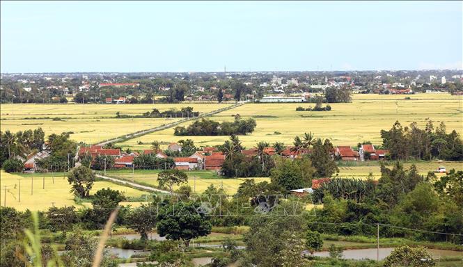 Cánh đồng đang vào mùa gặt. Ảnh: Huy Hùng - TTXVN