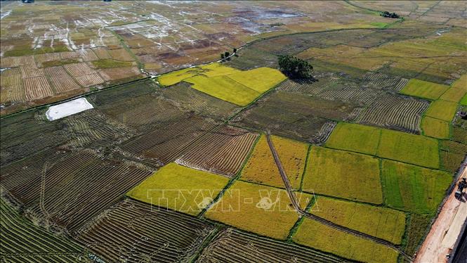 Cánh đồng lúa tại xã Hòa Xuân Tây, thị xã Đông Hòa. Ảnh: Huy Hùng - TTXVN
