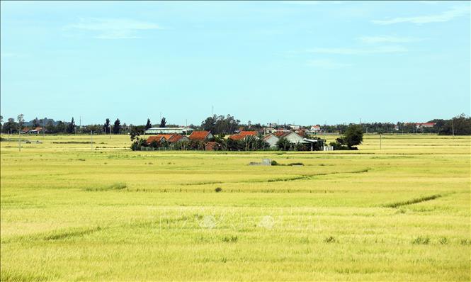 Một xóm nhỏ nằm lọt giữa cánh đồng tại huyện Tây Hòa. Ảnh: Huy Hùng - TTXVN