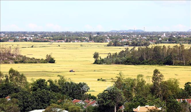 Hiện nhiều diện tích lúa hè thu trà sớm và trà chính vụ ở các huyện Tây Hòa, Phú Hòa, Tuy An, Đồng Xuân đang được thu hoạch. Ảnh: Huy Hùng - TTXVN 