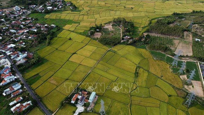 Cánh đồng lúa tại xã Hòa Quang Bắc, huyện Phú Hòa. Ảnh: Huy Hùng - TTXVN
