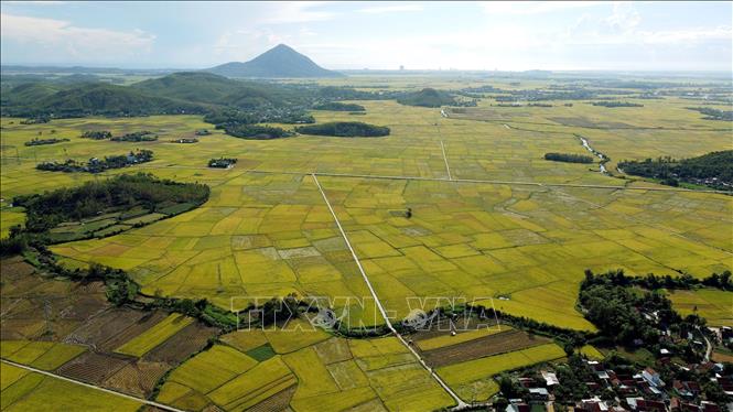 Cánh đồng lúa bát ngát tại huyện Phú Hòa. Ảnh: Huy Hùng - TTXVN
