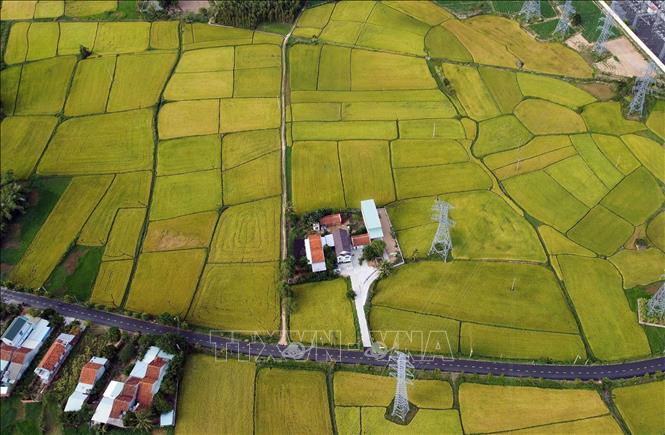 Những thửa ruộng chín vàng tại huyện Tây Hòa. Ảnh: Huy Hùng - TTXVN