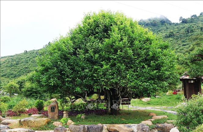 Cây chè cổ thụ nằm trong quần thể 400 cây chè Shan Tuyết ở Suối Giàng được hội Bảo vệ Thiên nhiên và Môi trường Việt Nam công nhận là cây di sản Việt Nam. Ảnh: Tuấn Anh - TTXVN 