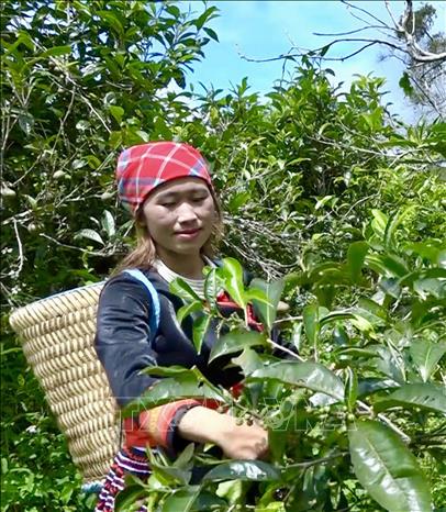 Những cô gái Mông ở Suối Giàng thu hái chè. Ảnh: Tuấn Anh - TTXVN