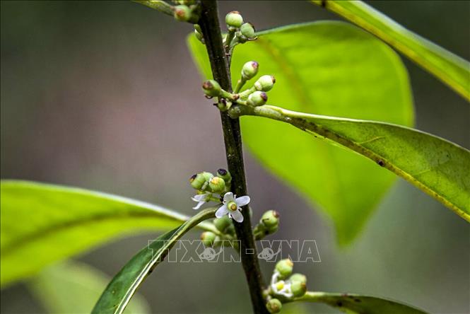 Loài cây nhựa ruồi nhỏ được tìm thấy ở thành phố Igarassu, bang  Pernambuco, Brazil, ngày 22/3/2023. Ảnh: AFP/TTXVN