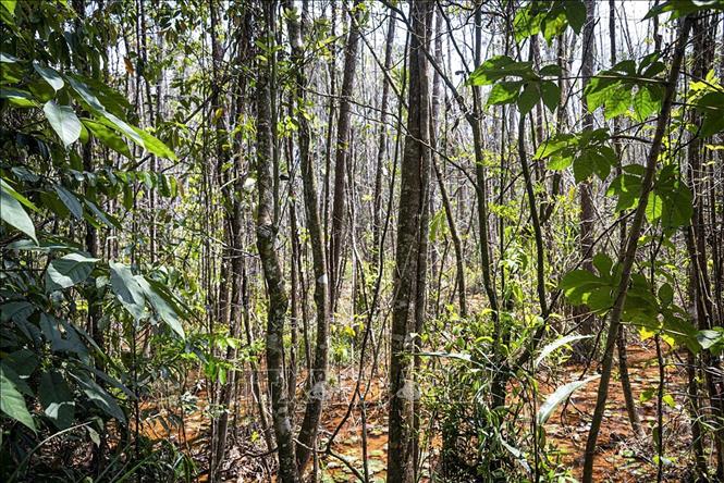 Khu vực loài cây nhựa ruồi nhỏ được tìm thấy ở thành phố Igarassu, bang  Pernambuco, Brazil, ngày 22/3/2023. Ảnh: AFP/TTXVN