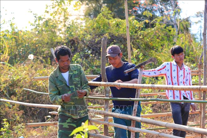 Cộng đồng người Rơ Măm cùng nhau cải tạo vườn tạp để nâng cao đời sống. Ảnh: Khoa Chương - TTXVN