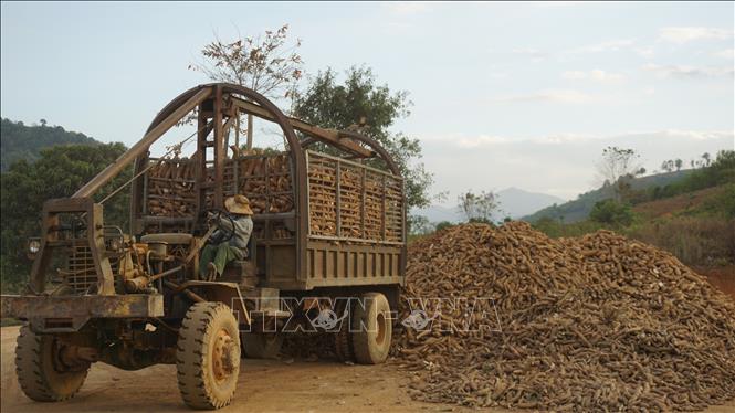 Nhờ những chính sách hỗ trợ đặc thù, người Rơ Măm (xã Mô Rai, huyện Sa Thầy, tỉnh Kon Tum) đã biết làm nông nghiệp theo hướng công nghiệp, hiện đại, từng bước vươn lên thoát nghèo. Ảnh: Khoa Chương - TTXVN 